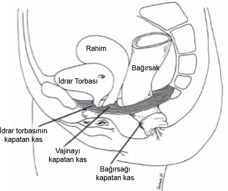 Pelvic Floor