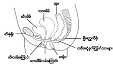 Pelvic Floor Muscle