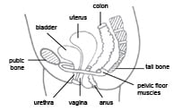 Pelvic Floor Muscle