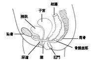 Pelvic Floor Muscle