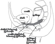 Pelvic Floor Muscle