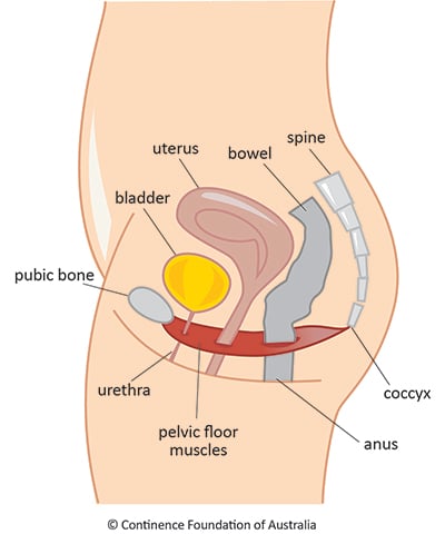 Female pelvic floor diagram