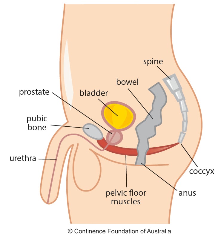 Can I fuck your constricted anus