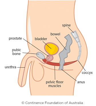 Male Prostate