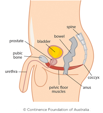 Having Trouble Controlling Your Bladder During Pregnancy (Urinary