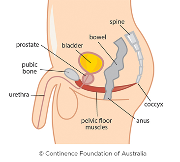 Diagram of male pelvic floor
