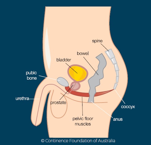 Mens Anatomy