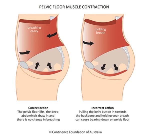 Pelvic floor muscle diagram