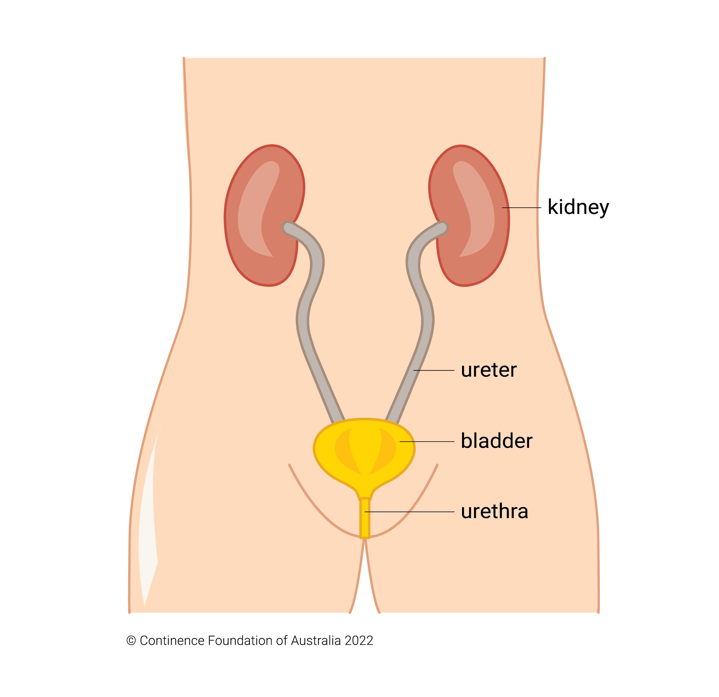 UTI and female urinary tract diagram
