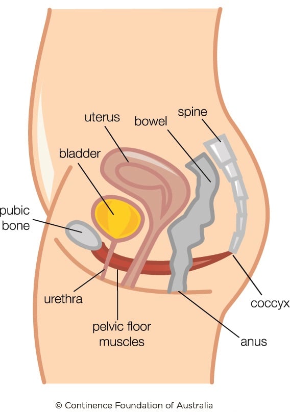 The hypertonic pelvic floor  Continence Foundation of Australia