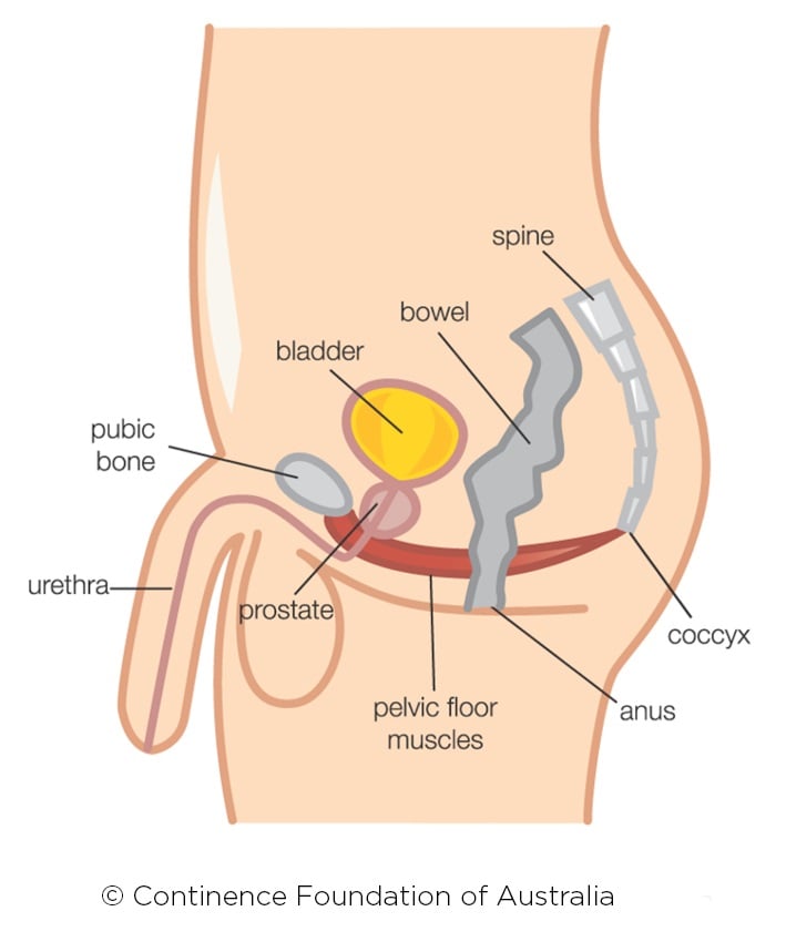 Pelvic Floor Dysfunction and Lower Back Pain