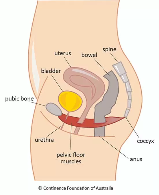 Diagram of Female pelvic floor muscles