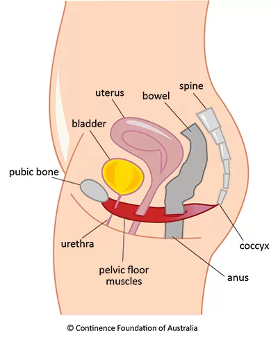 Female pelvic floor diagram