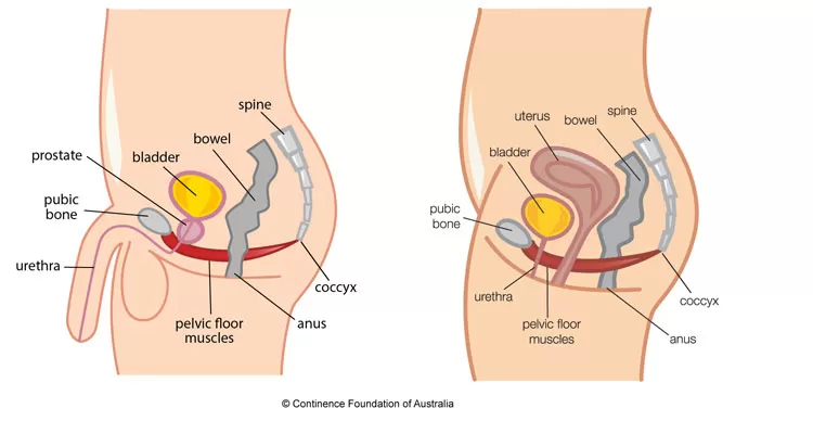 Male and Female Pelvic Floor Diagrams