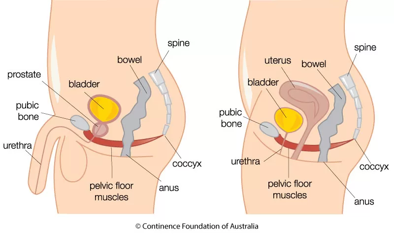 male and female pelvic floor diagram