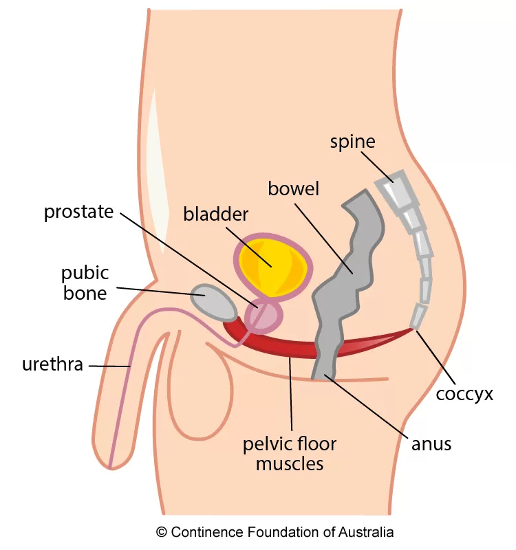 Male pelvic floor diagram